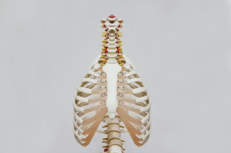 Effective Osteoporosis Strategies: Treatment for Bone Health