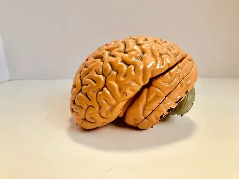 Blood Clot in Brain – Causes, Symptoms & Care