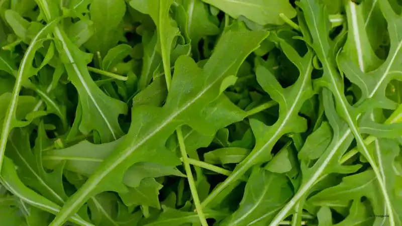 Rocket Leaves: Top 9 Health Benefits & How to Eat Them