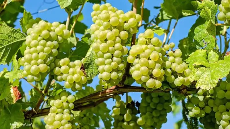 Grapes Benefits: Nutrition, Juice, and Wellness Guide