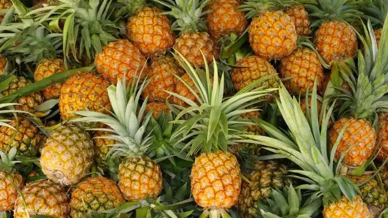 Pineapple Benefits: Nutrition, Juice, and Wellness Guide