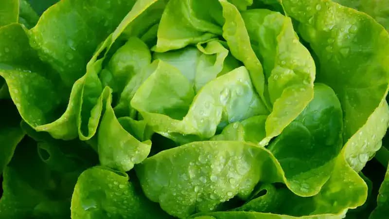 Discover the Nutritional Power of Water Lettuce: Health Benefits