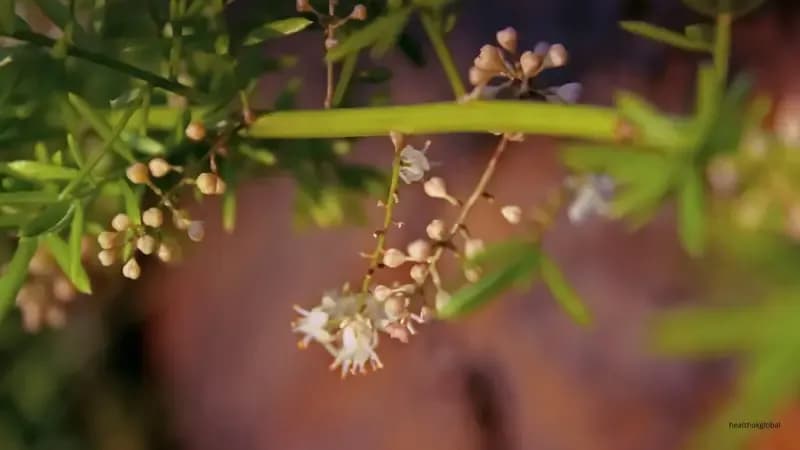 Asparagus Setaceus – Uses & Growing Tips