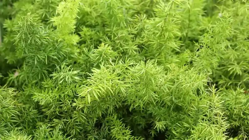 Asparagus Densiflorus Benefits & Care Guide