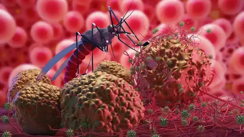 What Causes Malaria: How the Plasmodium Parasite Infects People