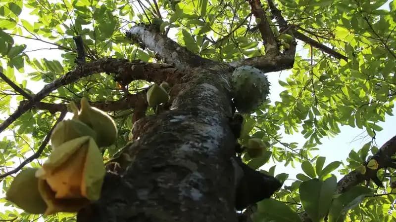 15 Soursop Leaves Health Benefits (2025 Update)